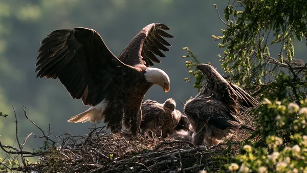Adult bald eagle with wings partly spread, feeding two chicks in a stick nest